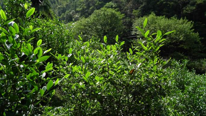 武夷岩茶