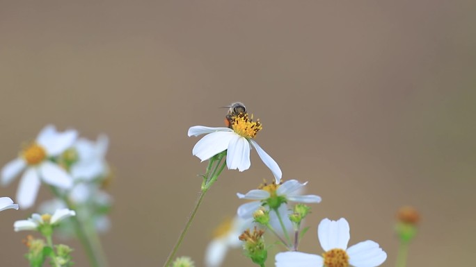 蜜蜂采蜜，鬼针草