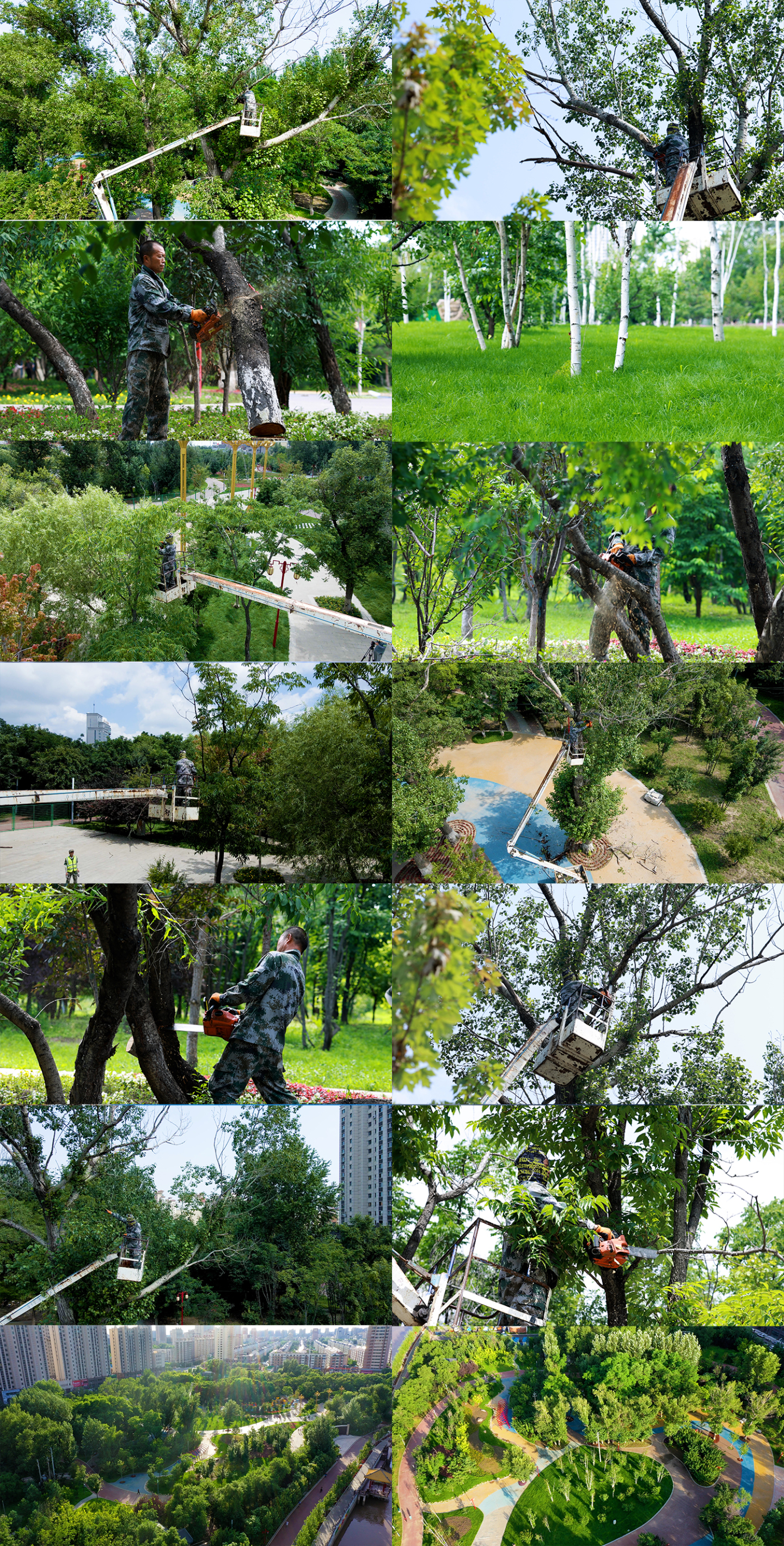 修剪树枝 园林绿化 公园维护
