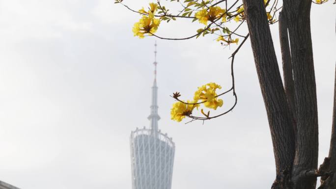 广州磨碟沙黄花风铃木视频