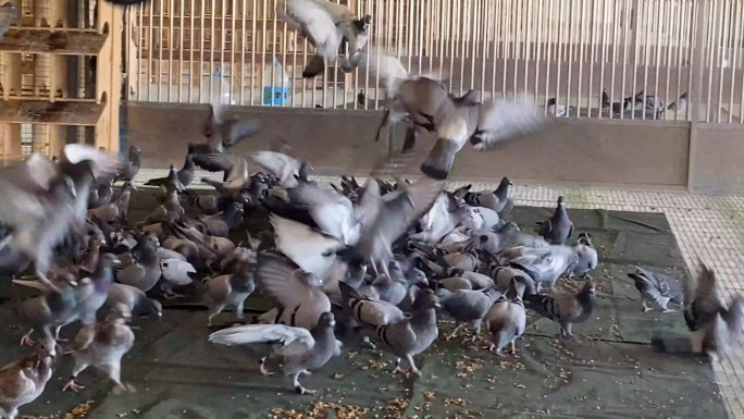 鸽子吃食喂养