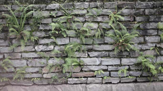 城墙杂草