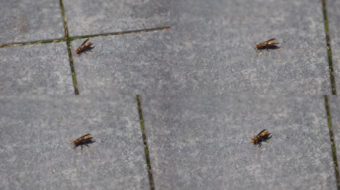 黄蜂 马蜂 爬行