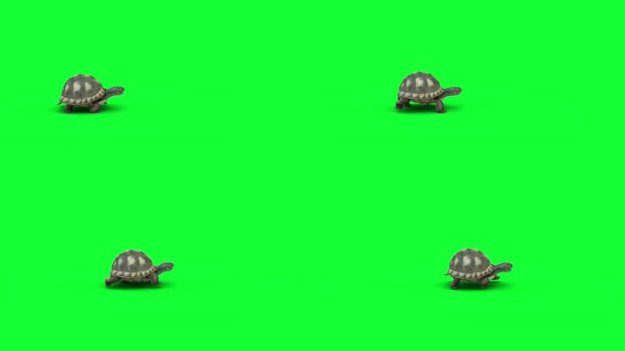 乌龟 爬行 龟哥 动作 陆龟 走动 动物