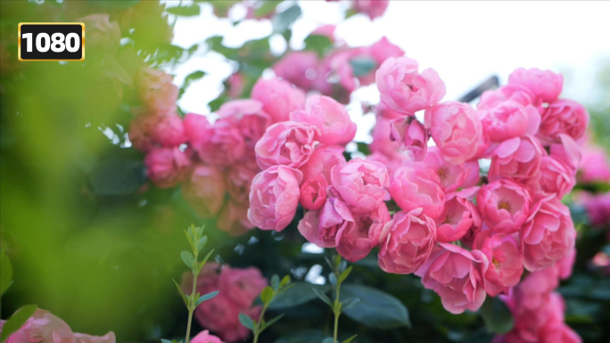 春天蔷薇花开唯美蔷薇盛开玫瑰月季