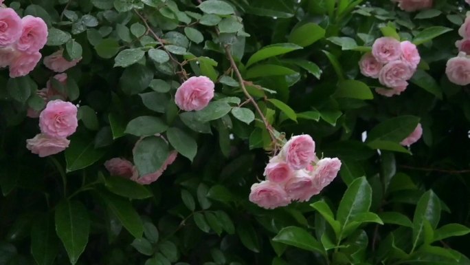五月雨季盛开的花