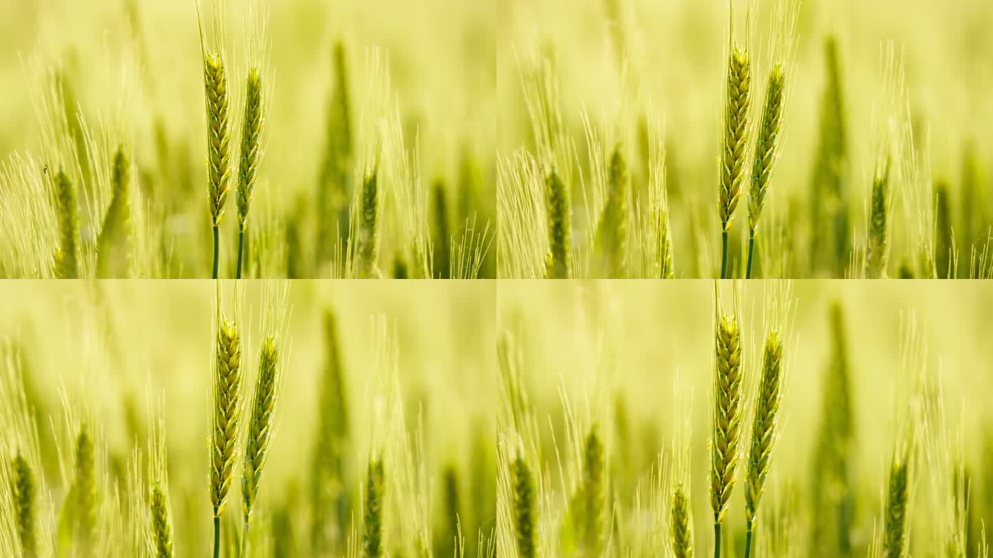 农村小麦即将成熟油画般的颜色