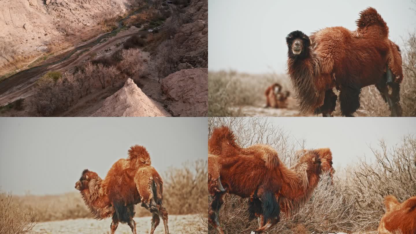 戈壁峡谷骆驼