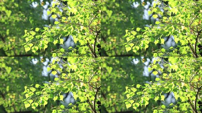 树叶阳光阳光透过树叶空镜头、可商用