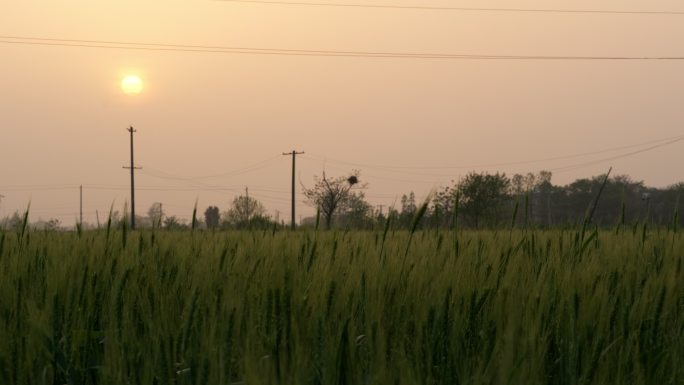 农村田野小麦粮食庄稼实拍