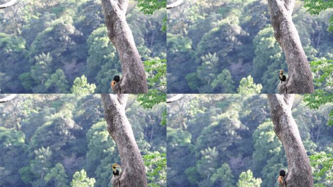 原始森林中的犀鸟喂食树洞中的幼鸟