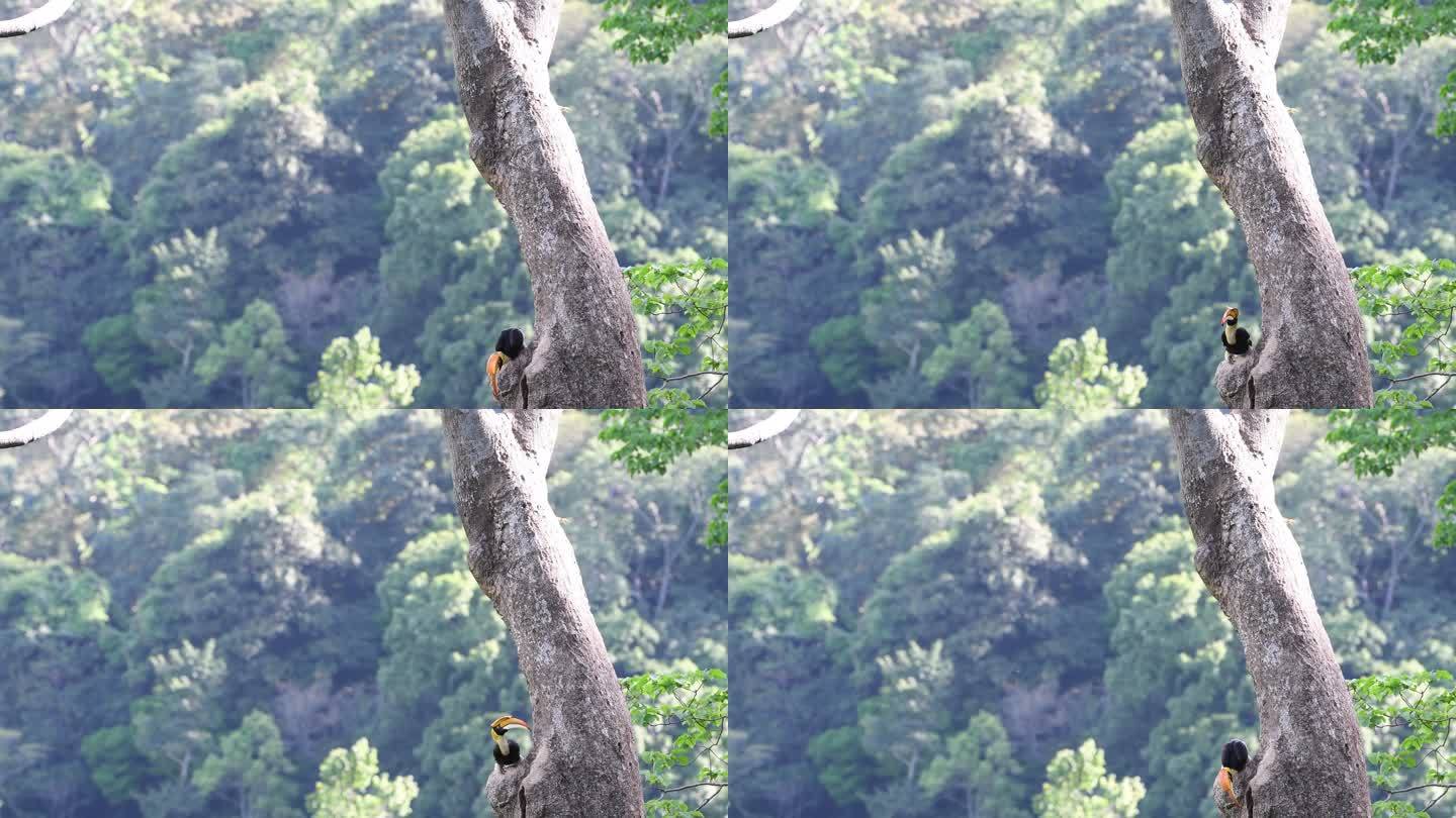 原始森林中的犀鸟喂食树洞中的幼鸟