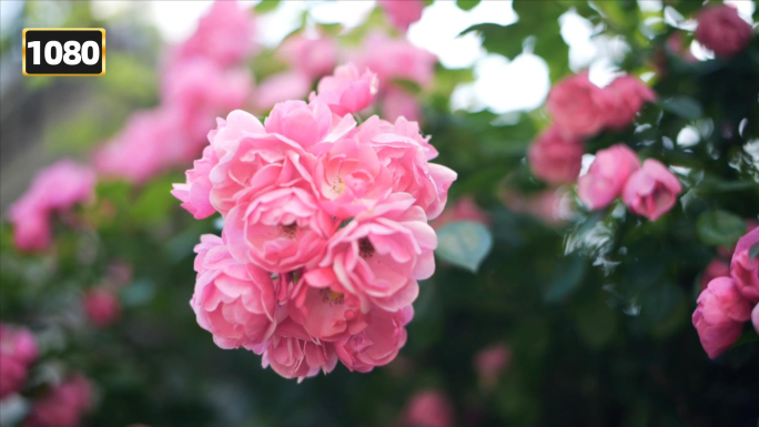 蔷薇玫瑰春天鲜花花开精油园林花瓣浪漫