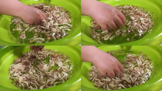 浸泡清洗海鲜菇蟹味菇 (2)