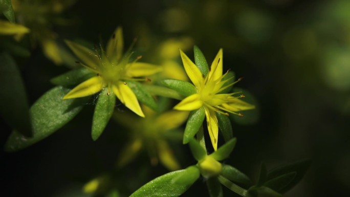 垂盆草盛开的黄色小花