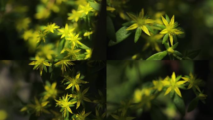 垂盆草盛开的黄色小花
