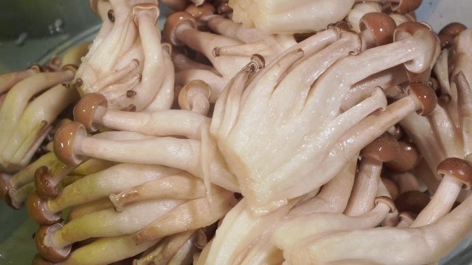 浸泡清洗海鲜菇蟹味菇 (1)