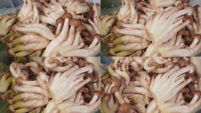 浸泡清洗海鲜菇蟹味菇 (1)