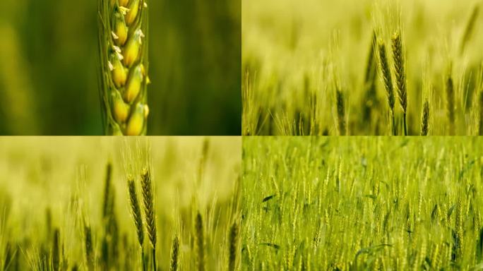 农村粮食田野小麦微距特写实拍
