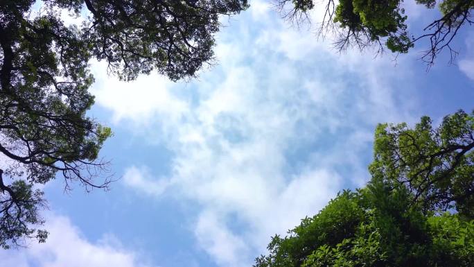 蓝天白云绿叶唯美天空