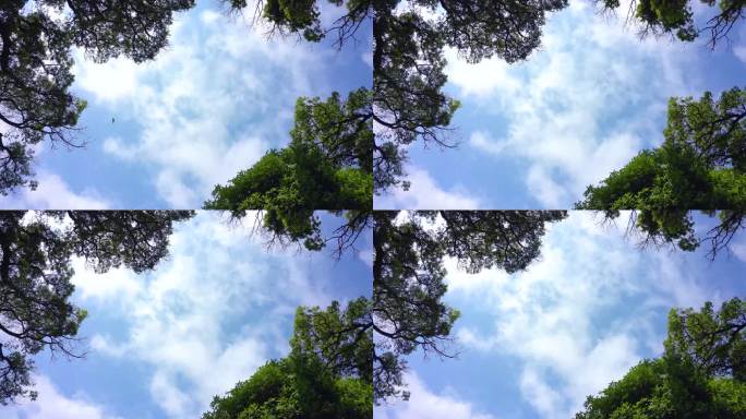 蓝天白云绿叶唯美天空
