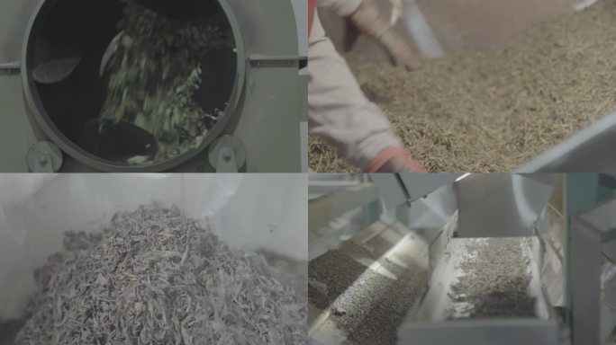 4K 茶叶加工制作过程茶叶茶山春茶