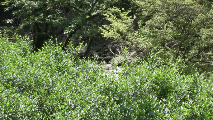 茶山与溪水