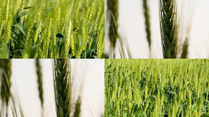 农村田野小麦粮食庄稼实拍空镜