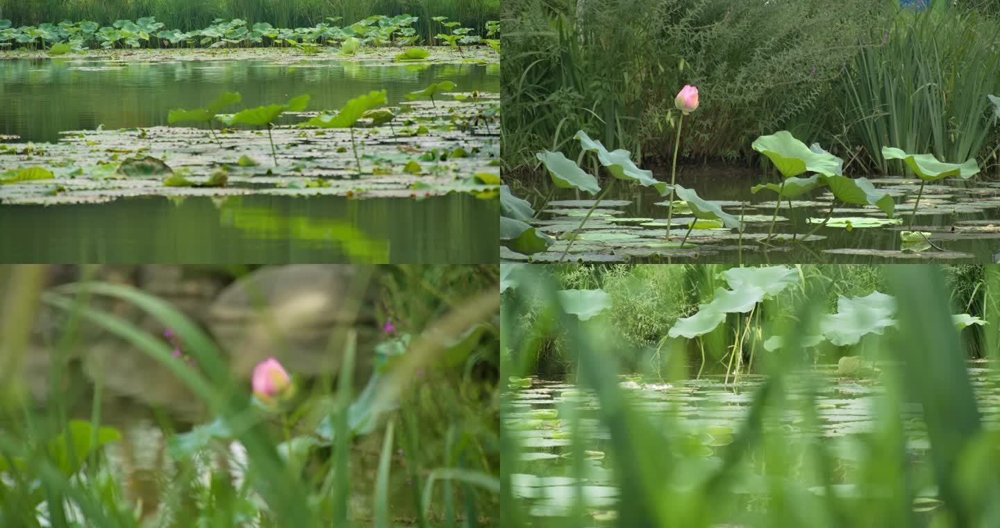 合集_荷花荷塘睡莲4K