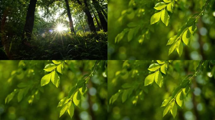 春天夏天更替时绿油油的森林星芒
