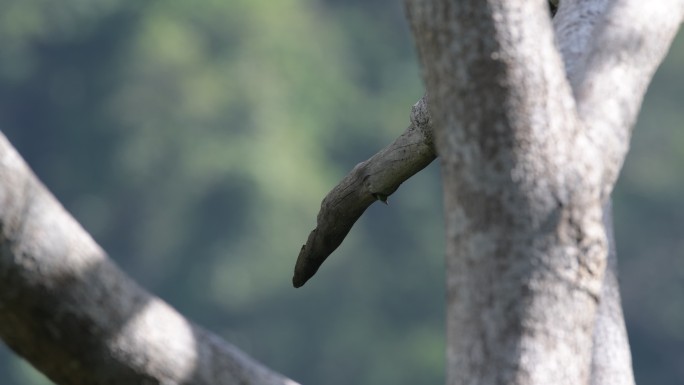 蓝耳拟啄木鸟在大树上做了一个鸟巢