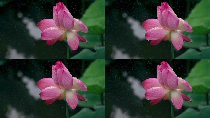 雨中花朵-高速摄影