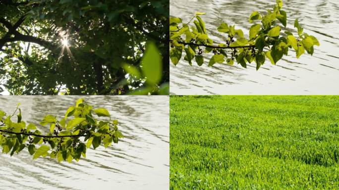 春天夏天更替时植物树木绿油油