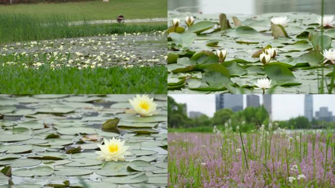 湿地公园 睡莲