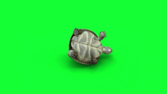 乌龟 翻身 龟哥 动作 陆龟 翻倒 动物