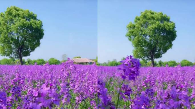 紫色花朵