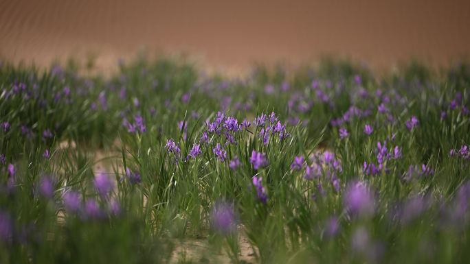 马兰花 野生花草 沙漠  湿地 自然景色