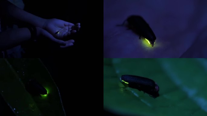 萤火虫-人物互动4k