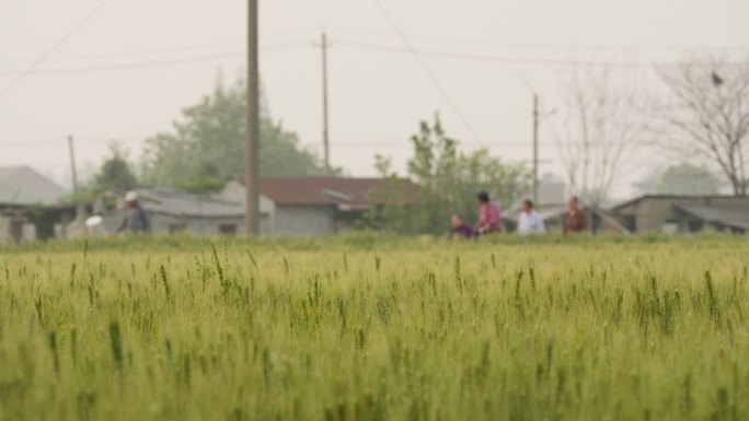 乡村傍晚小麦田野农民散步实拍空镜