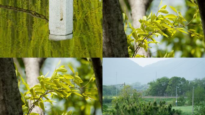 春天夏天更替之时树木绿植波光倒影