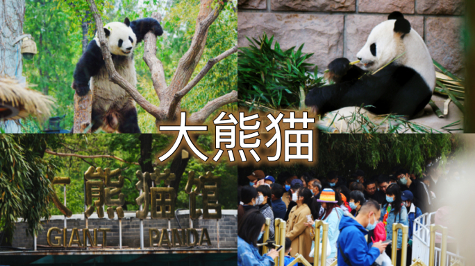 大熊猫、国宝熊猫爬树、熊猫玩耍、熊猫经济