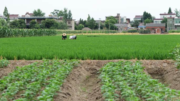 乡村农民在田地里干活实拍空镜头