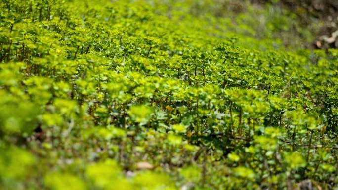 春天植物发芽树叶实拍空镜头