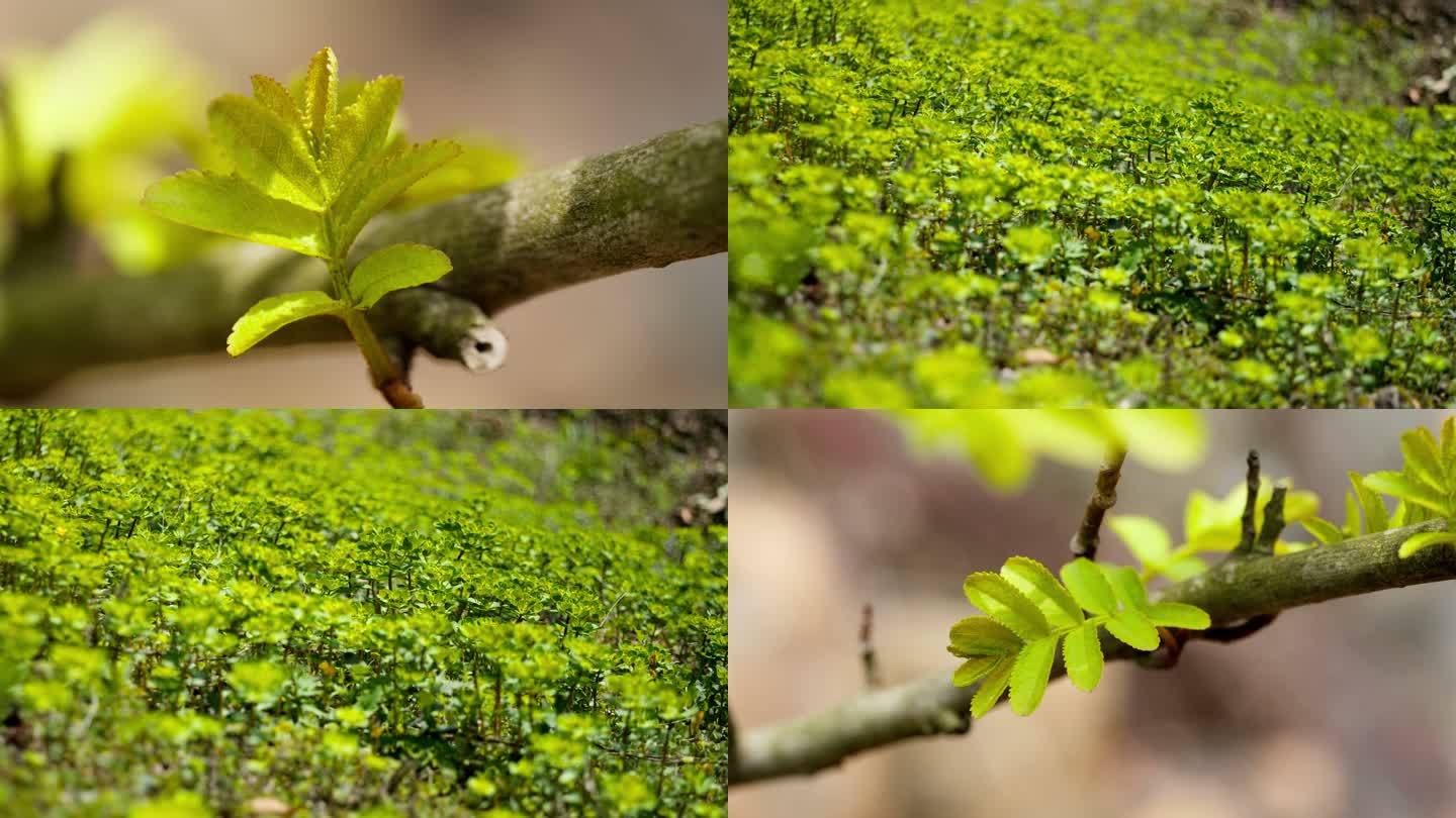 春天植物发芽树叶实拍空镜头