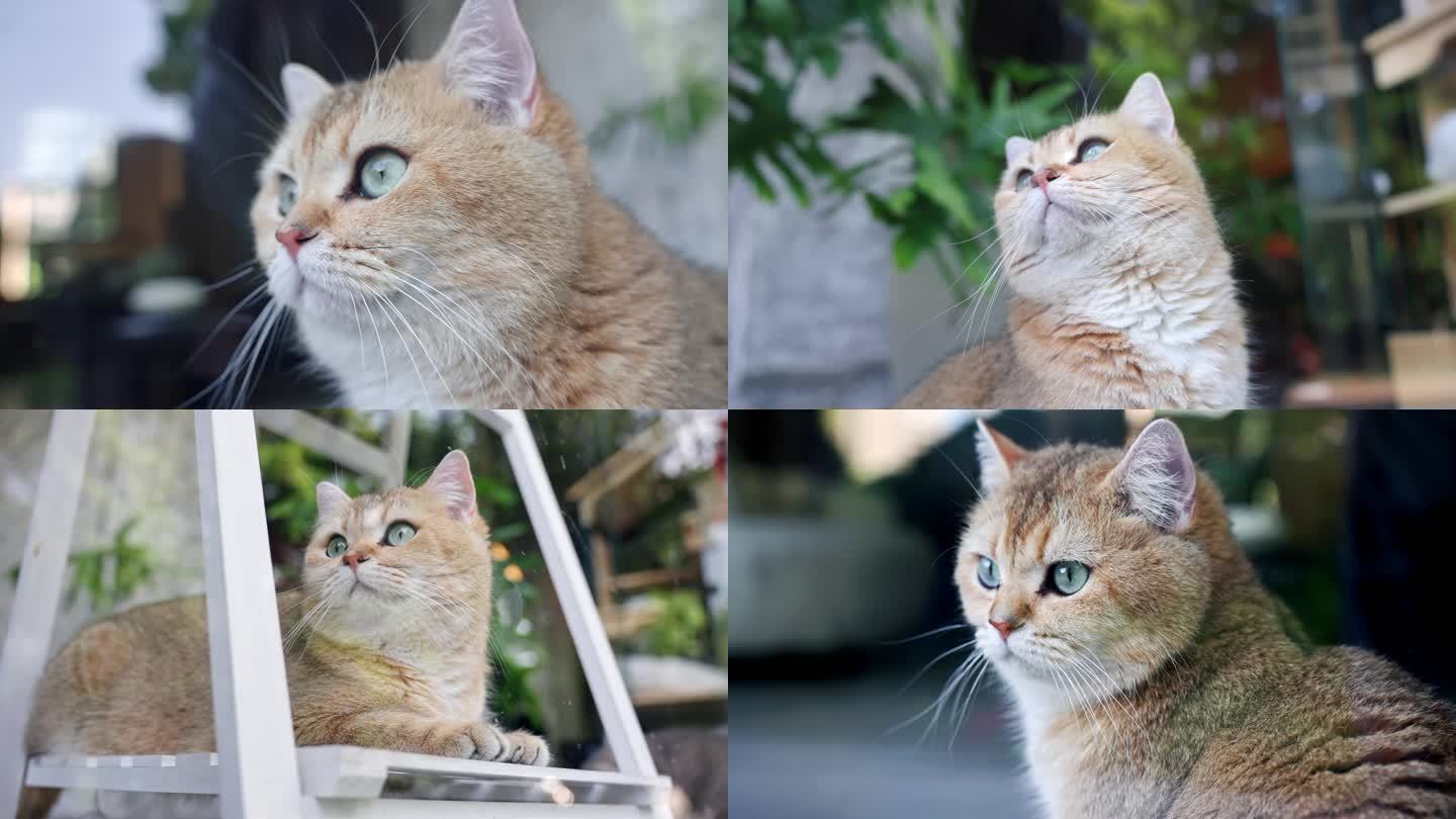【合集】小黄猫 多镜头