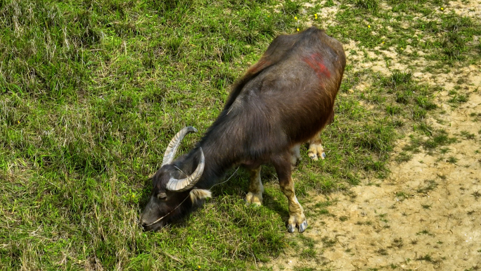 湿地吃草休息的水牛群