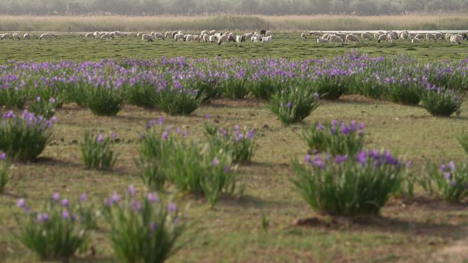 马兰花 羊群 沙漠 湖边 湿地 自然景色