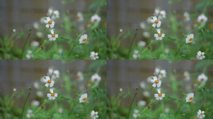 蜜蜂采蜜，鬼针草