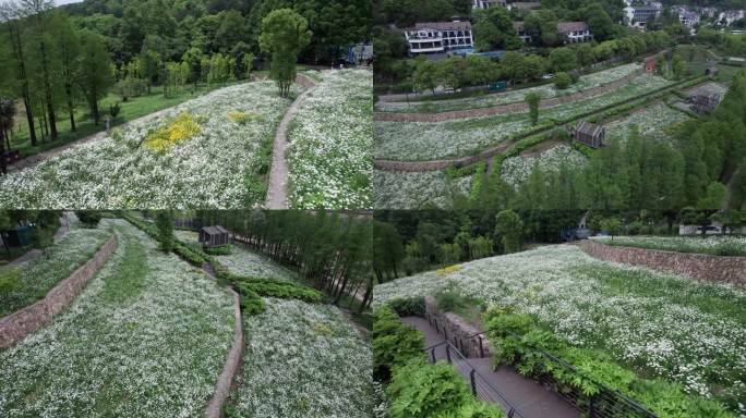 小雏菊花海航拍