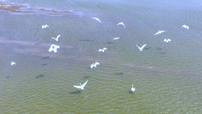 春季鄱阳湖中野生鸟